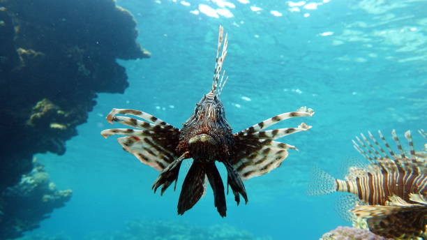 istock Lion Fish in the Red Sea. 1439278652