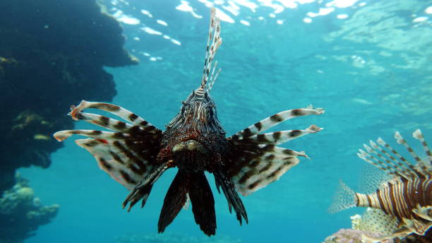 istock Lion Fish in the Red Sea. 1439278656