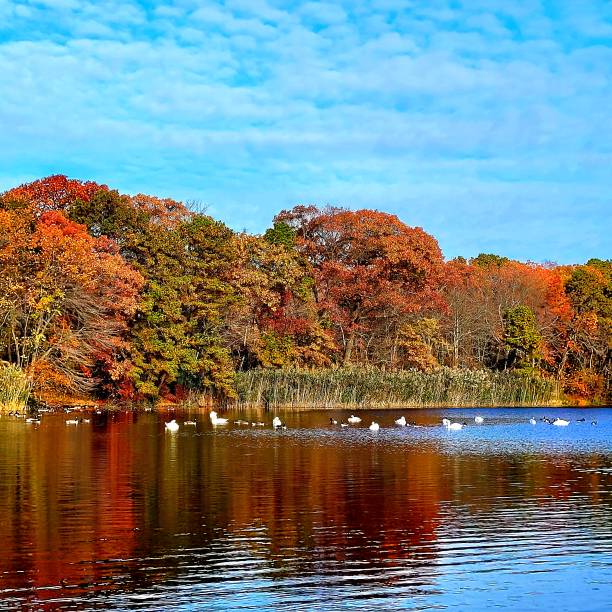 istock Autumn at the lake with swans 1439278823