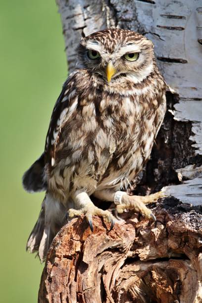 istock Vertical shot of a cute little owl bird perched on a tree trunk 1439279430