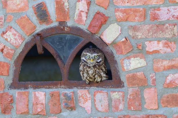 istock Cute little brown owl with bright eyes perched in a hole on a stone wall 1439279536