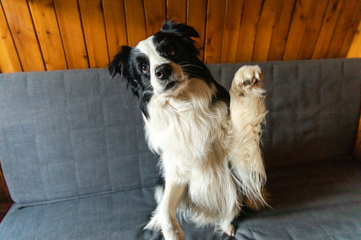 Funny portrait of puppy dog border collie waving paw sitting on couch. Cute pet dog resting on sofa at home indoor. Funny emotional dog, cute pose. Dog raise paw up