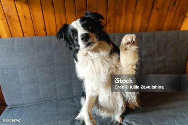 Funny Portrait Of Puppy Dog Border Collie Waving Paw Sitting On Couch Cute Pet Dog Resting On Sofa At Home Indoor Funny Emotional Dog Cute Pose Dog Raise Paw Up Stock Photo - Download Image Now