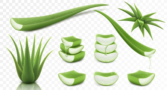 Set of Aloe Vera, isolated on transparent background, 3d vector illustration. Realistic green plant, leaves and cut pieces with juice drops. Essence from aloe vera plant drips from stem.