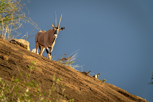 Gemsbok stands on ridge under blue sky