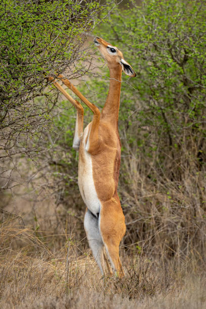 istock Gerenuk eating from bush on hind legs 1439283637