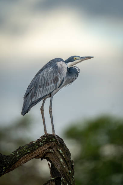 istock Grey heron stands on log bending legs 1439283701