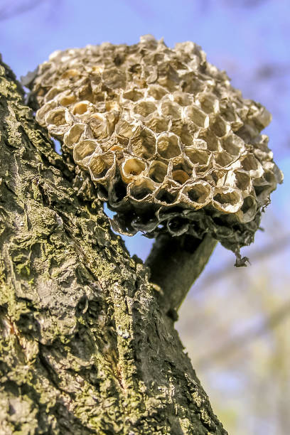 istock Texture of yellow honeycombs close-up 1439283749