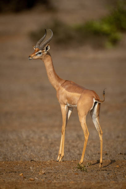 istock Gerenuk stands on sunny savannah watching camera 1439284398