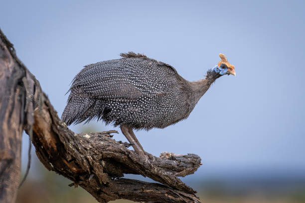 Helmeted guineafowl on dead branch watching camera Helmeted guineafowl on dead branch watching camera guinea fowl stock pictures, royalty-free photos & images