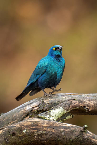 großer blauohrstar auf asthebendem fuß - greater blue eared glossy starling stock-fotos und bilder