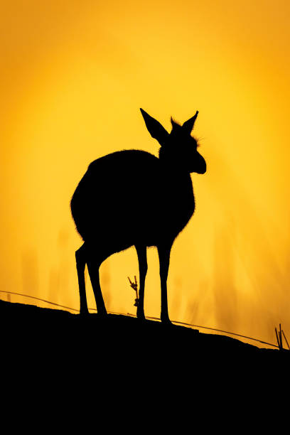 istock Kirk dik-dik stands on horizon in silhouette 1439284627