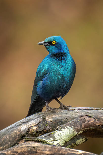 großer blauohrstar am astdrehkopf - greater blue eared glossy starling stock-fotos und bilder