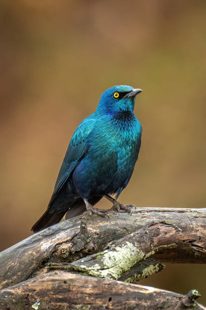 großer blauohrstar auf astaugenkamera - greater blue eared glossy starling stock-fotos und bilder