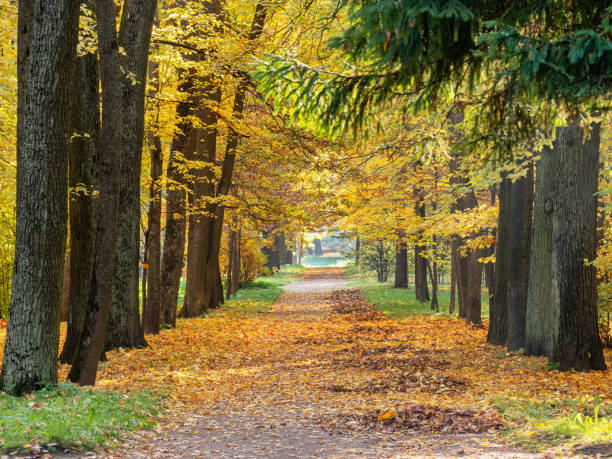 istock Catherine Park (Tsarskoye Selo). Oak Alley. 1439285290
