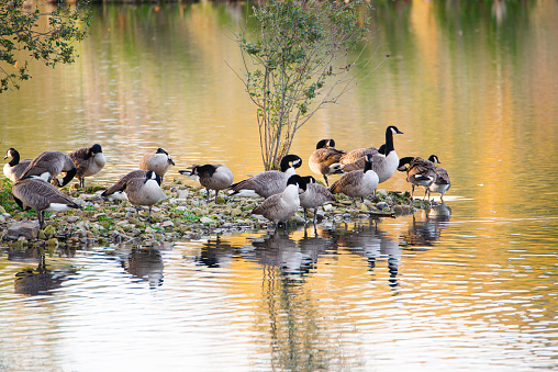 Group of canadian goose in the wetland Haff Reimich in Luxembourg, water birds at the shore, branta canadensis
