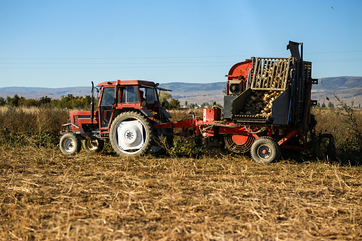 Turkish farmer harvest beet with tractor and beet harvester. beet harvest