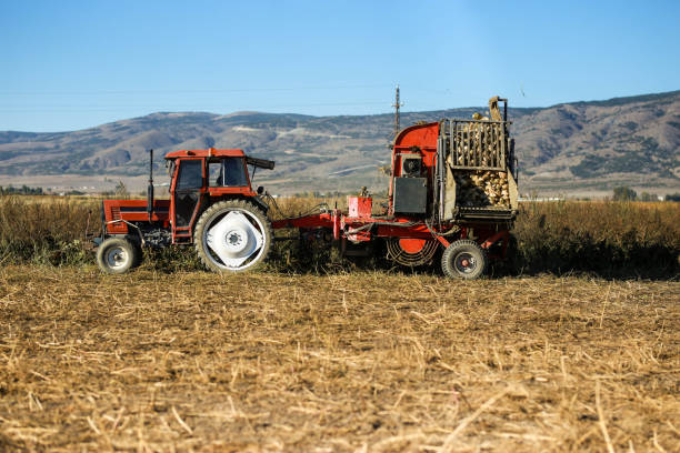 Farmer harvesting beets with tractor and beet harvester. beet harvest