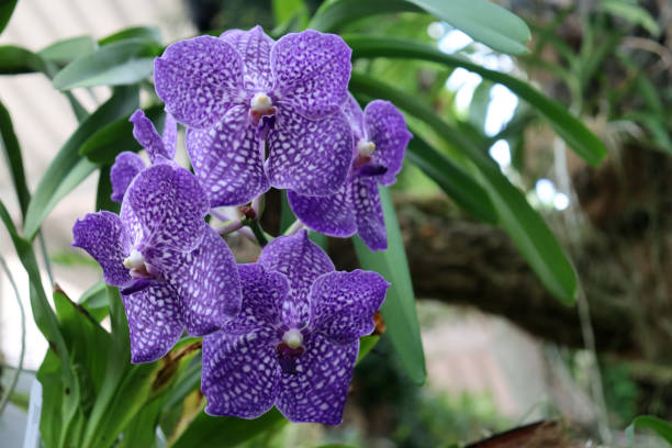 istock Purple Swallowtail Orchid Strap Leaf Vanda Orchid Hawaiian Starter Plant 1439286201