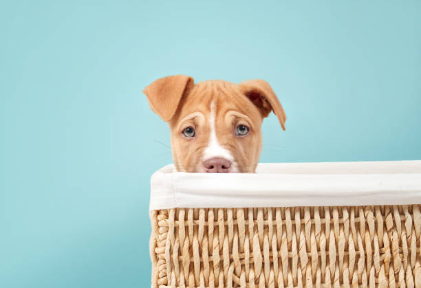 istock Curios puppy in box on blue background. 1439287688