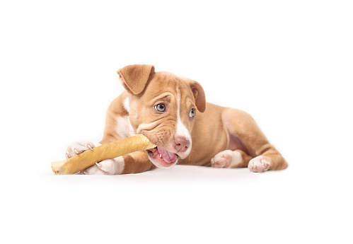 Puppy dog chewing on dehydrated stick with mouth open between paws. Teething puppy. 9 weeks old, female Boxer Labrador Pitbull mix breed. Selective focus.