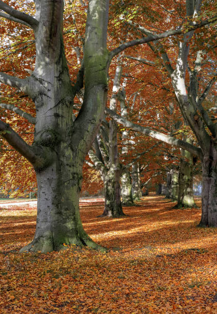 istock Autumn leaves fallen from the trees 1439289932