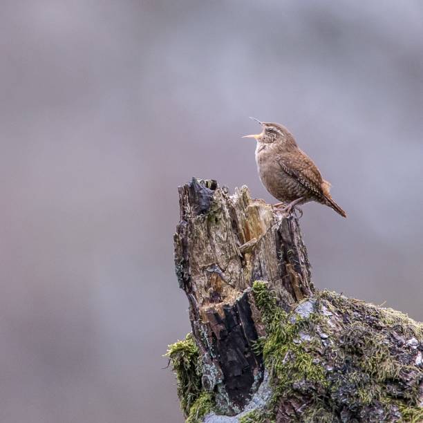 istock Selective focus of the House Wren standing on a tree and singing 1439290486
