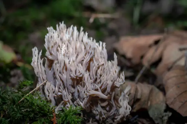 Ramaria pallida mushroom. Toxic Ramaria Mairei Donk.