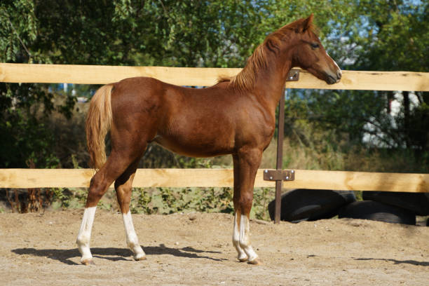 Small beautiful chestnut Welsh pony foal with four white legs