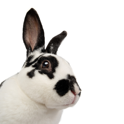 portrait black and white rabbit on a white background