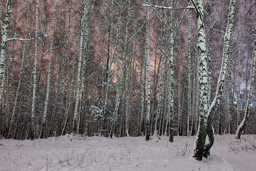 Night winter forest. Snow on branches of trees. Nature background. Copyspace. Cold weather. Climate. Frost