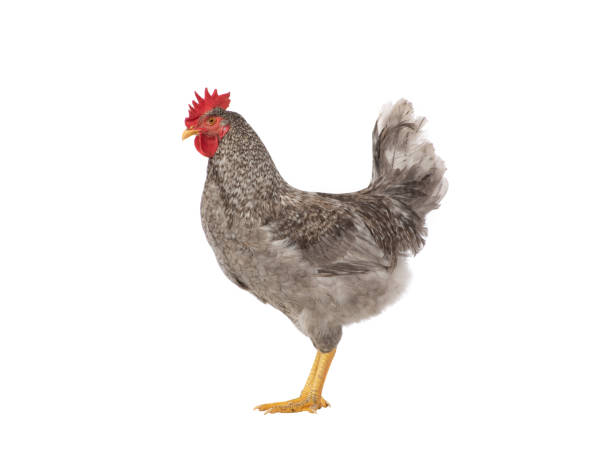 istock gray rooster isolated on white background 1439293022