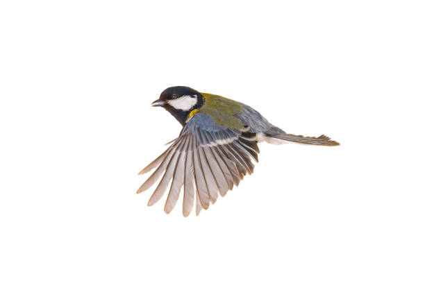 great tit in flight isolated on white background