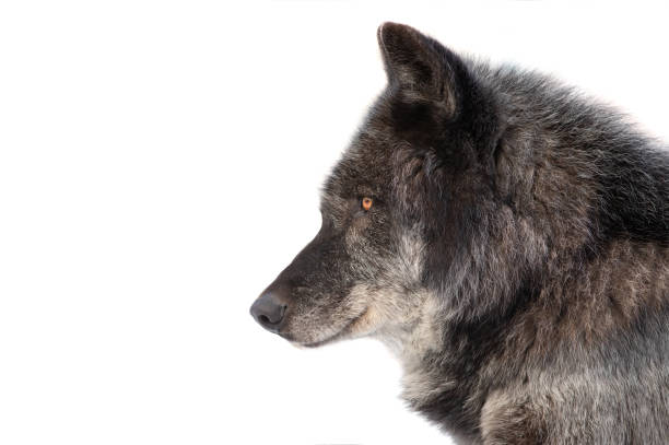 istock Canadian black wolf portrait isolated on white background 1439293113