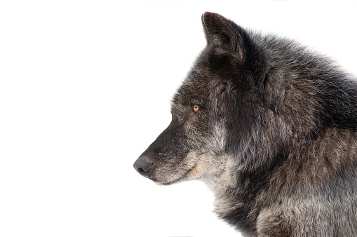 Canadian black wolf portrait isolated on white background