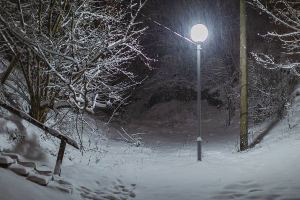 Night winter forest. Snow on branches of trees. Nature background. Copyspace. Cold weather. Climate. Frost