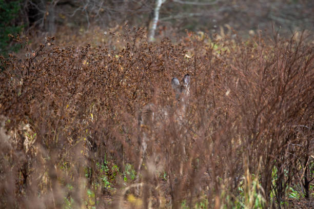 White-tailed deer (odocoileus virginianus) camouflaged with brush in a Wisconsin forest, horizontal