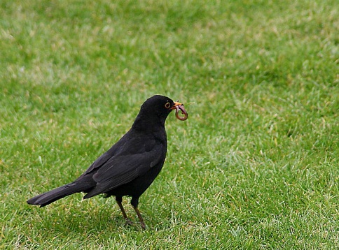 A black bird on grass with an earthworm in its beak