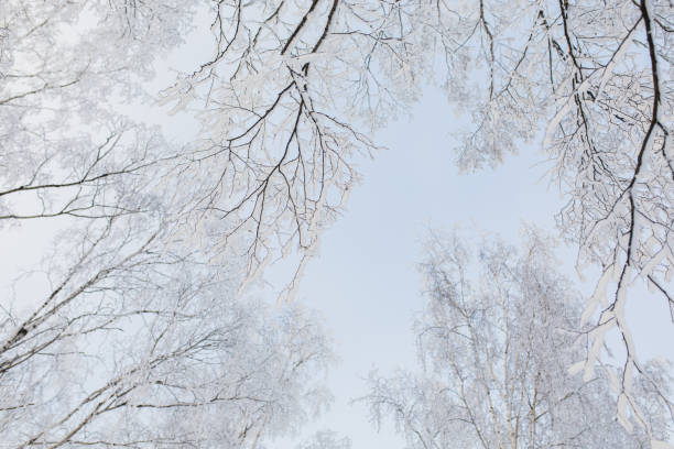 冬の森。木の枝に雪が降る。自然の背景。コピースペース。冷気。気候。霜 - landscaped landscape winter usa ストックフォトと画像