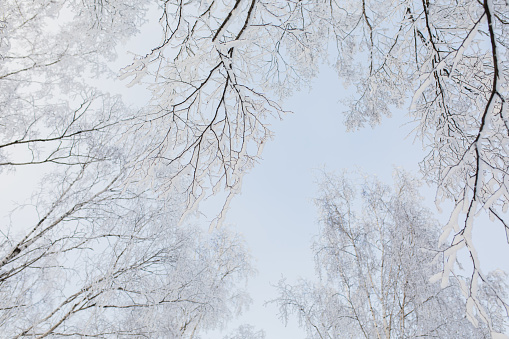 Winter forest. Snow on branches of trees. Nature background. Copyspace. Cold weather. Climate. Frost