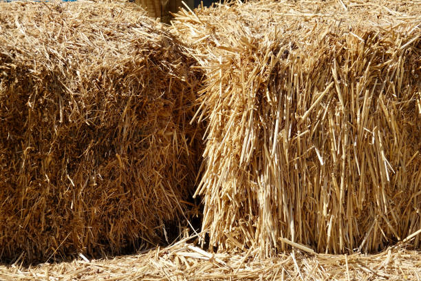 istock Bales of hay drying in the bright sun 1439296548