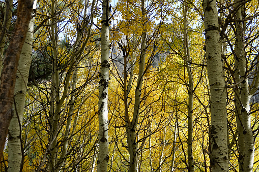 Closeup of Aspen tree trunks in a sunlit grove