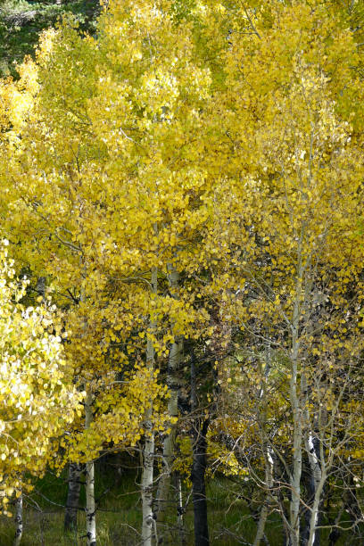 Sunlight on the hillside grove of Aspen trees Sunlight on the hillside grove of Aspen trees birch gold group reviews usa stock pictures, royalty-free photos & images