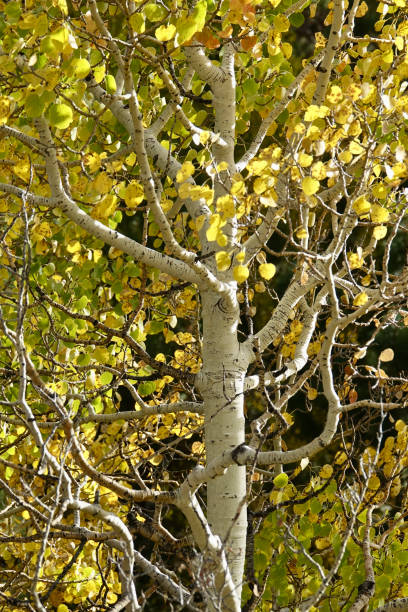 árvore de outono aspen deixa de volta iluminada com o sol da tarde - travel nature back lit rural scene - fotografias e filmes do acervo