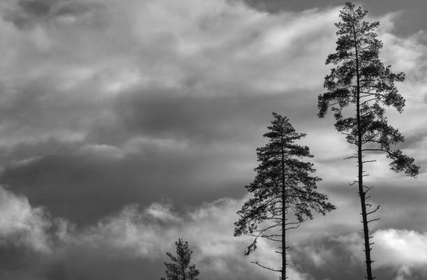 istock Black and white three pine trees agains heavy sky. 1439298245