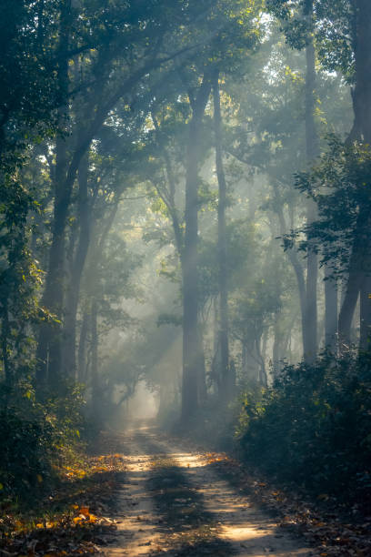 Sun rays falling onto a forest safari path on a winter morning
