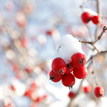 Branch with red hawthorn berries covered with fresh snow.