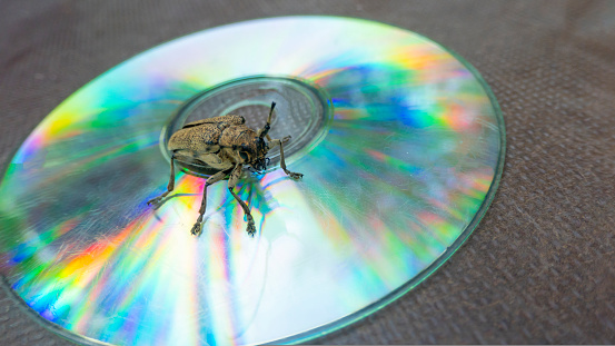 Long-whiskered beetles - Cerambycidae- , brown, with a soft, full body on the hind wings decay in nature sitting on a CD. retro music concert, discos, rock and roll