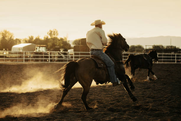 istock Team roping rodeo action in a private ranch at sunset 1439305861