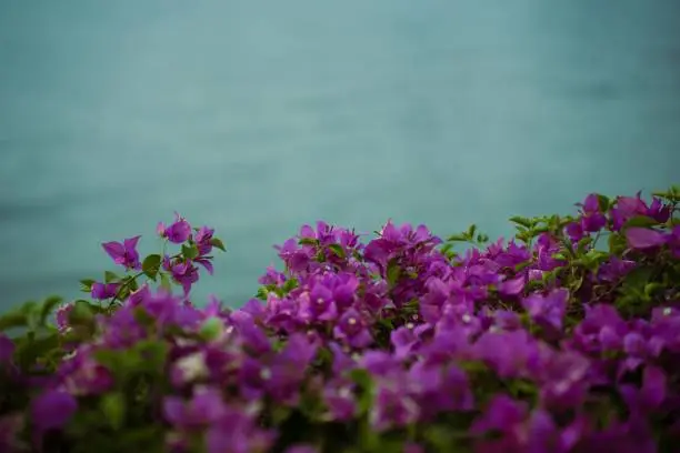 A closeup of tiny purple paperflowers, Bougainvillea glabra around the sea